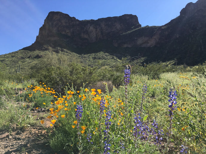 Picacho Peak and Wildflowers!