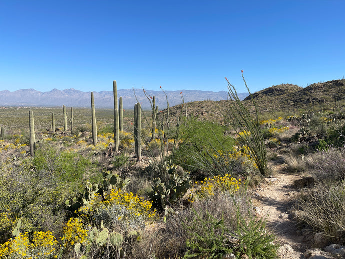 Backpacking in Saguaro National Park - Rincon Mountains, AZ (Day 1)