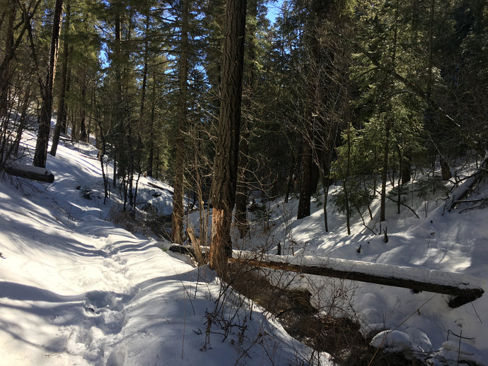 Marshall Gulch and Aspen Trails in the snow - Mt Lemmon, AZ