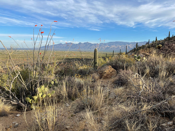 Tanque Verde Ridge Trail - Saguaro National Park