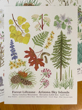 Load image into Gallery viewer, Forest Lifezone Poster