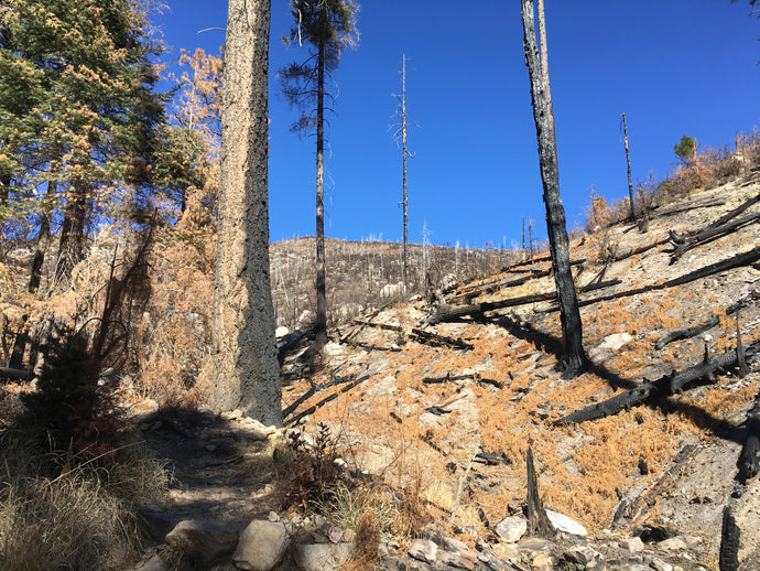 Marshall Gulch Trail After the Bighorn Fire