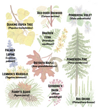 Load image into Gallery viewer, Forest Lifezone Poster