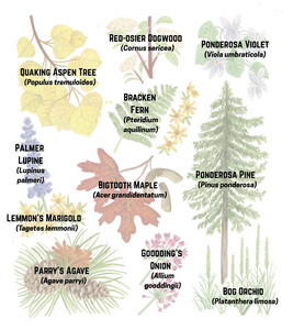 Forest Lifezone Poster