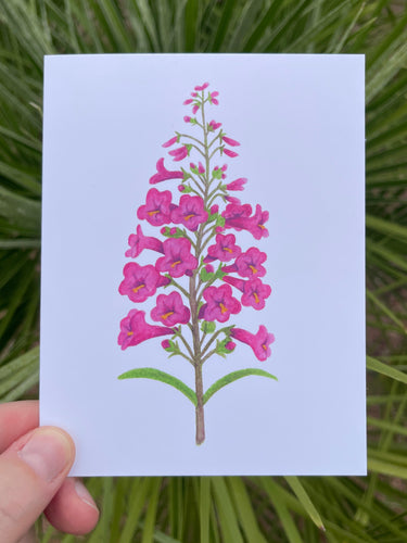 A hand holding a card with a watercolor illustration of a pink penstemon flower with green leaves held in front of green foliage
