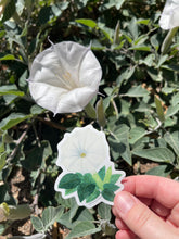 Load image into Gallery viewer, Hand holding a sacred datura sticker next to a real sacred datura flower showing how similar the artwork looks to the real flower