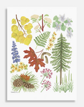 Load image into Gallery viewer, Sky Island Flora Poster