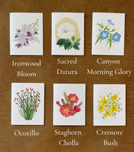 Load image into Gallery viewer, Desert Collection Mix &amp; Match - Greeting Cards (Pick your own pack)