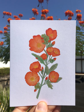 Desert Globe Mallow Greeting Card