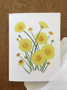 Desert Marigold