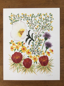 Sonoran Desert Wildflowers 02