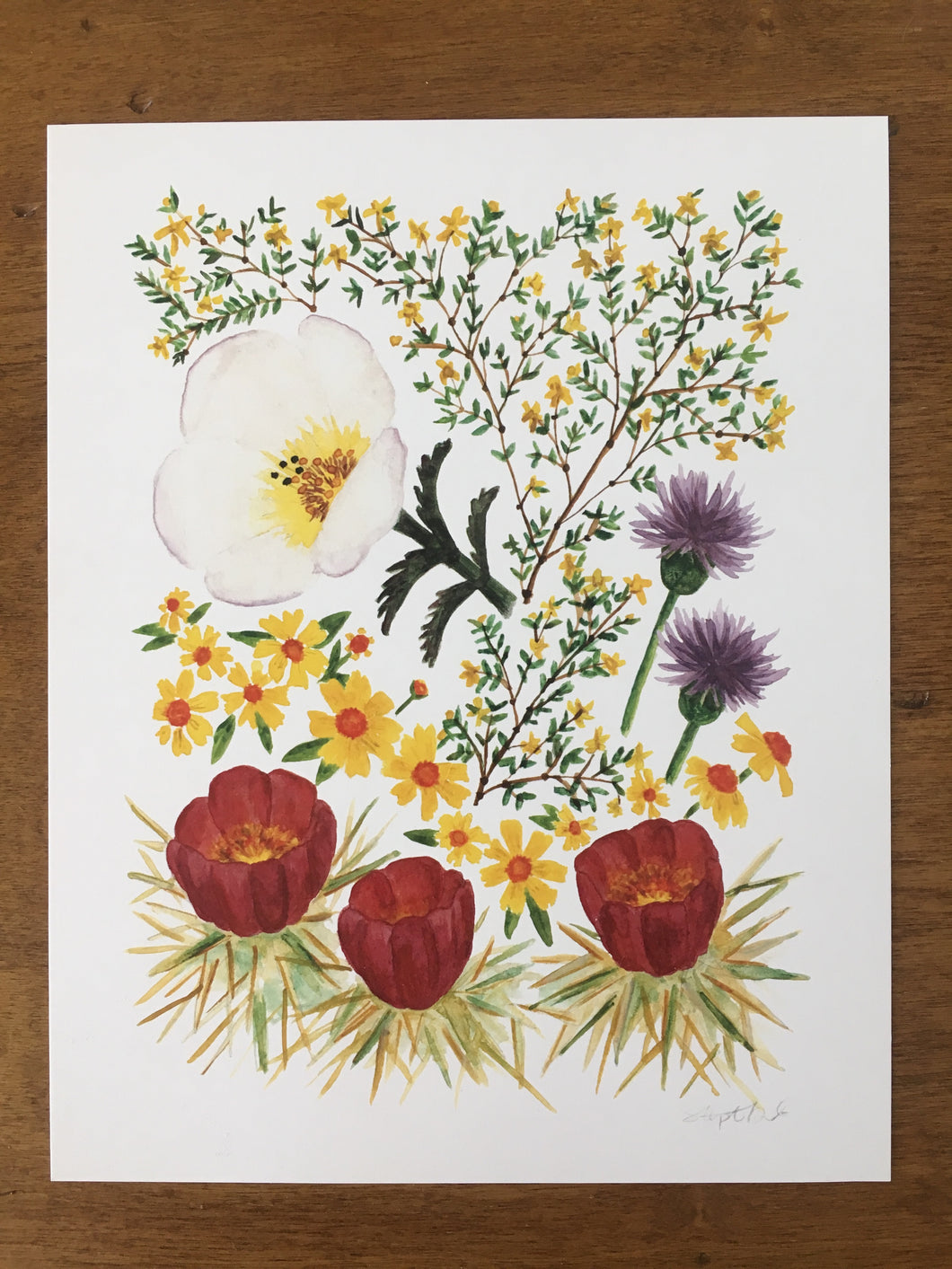 Sonoran Desert Wildflowers 02
