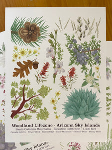 Woodland Lifezone Poster
