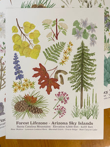 Forest Lifezone Poster