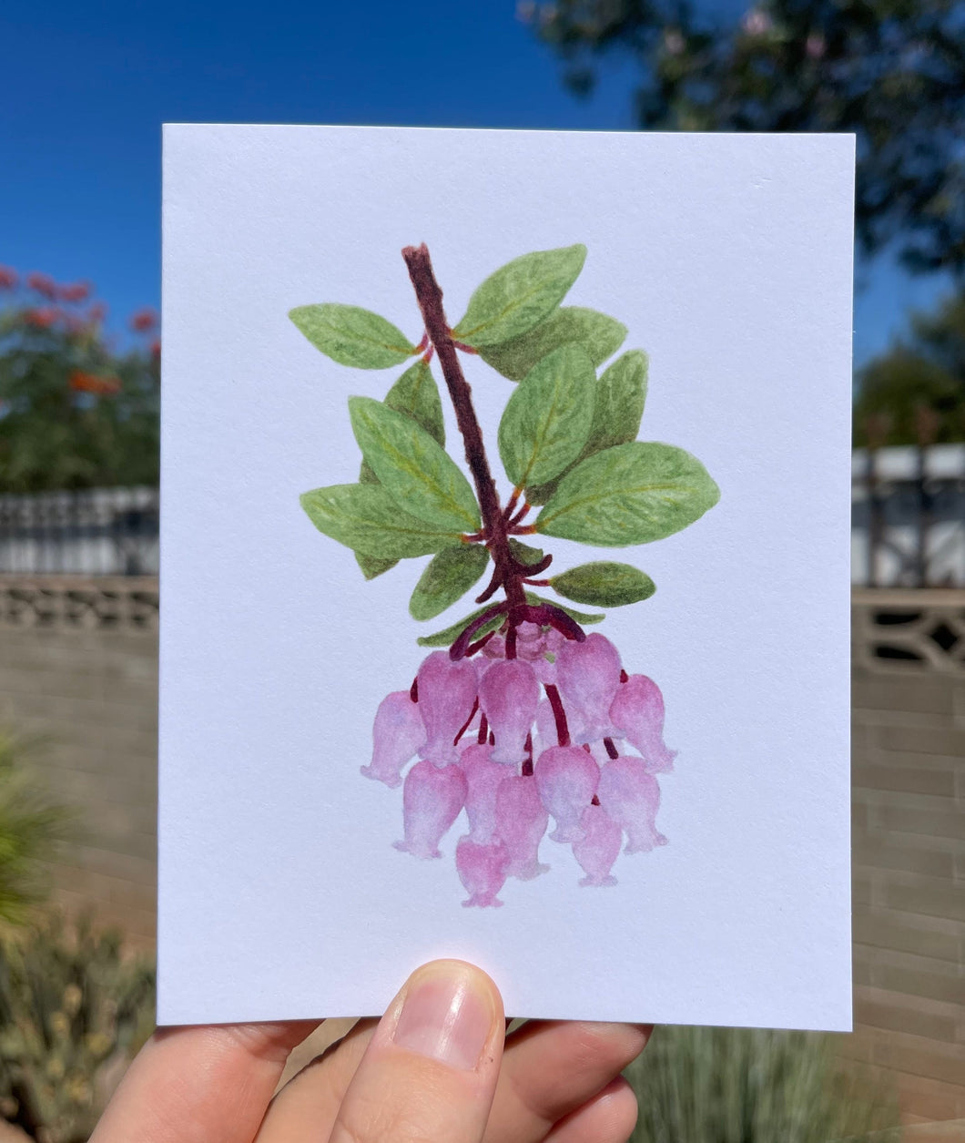 Greeting card with a watercolor Pointleaf Manzanita flower cluster on the front, showing pastel pink bell shaped flowers and green leaves and the signature red stem