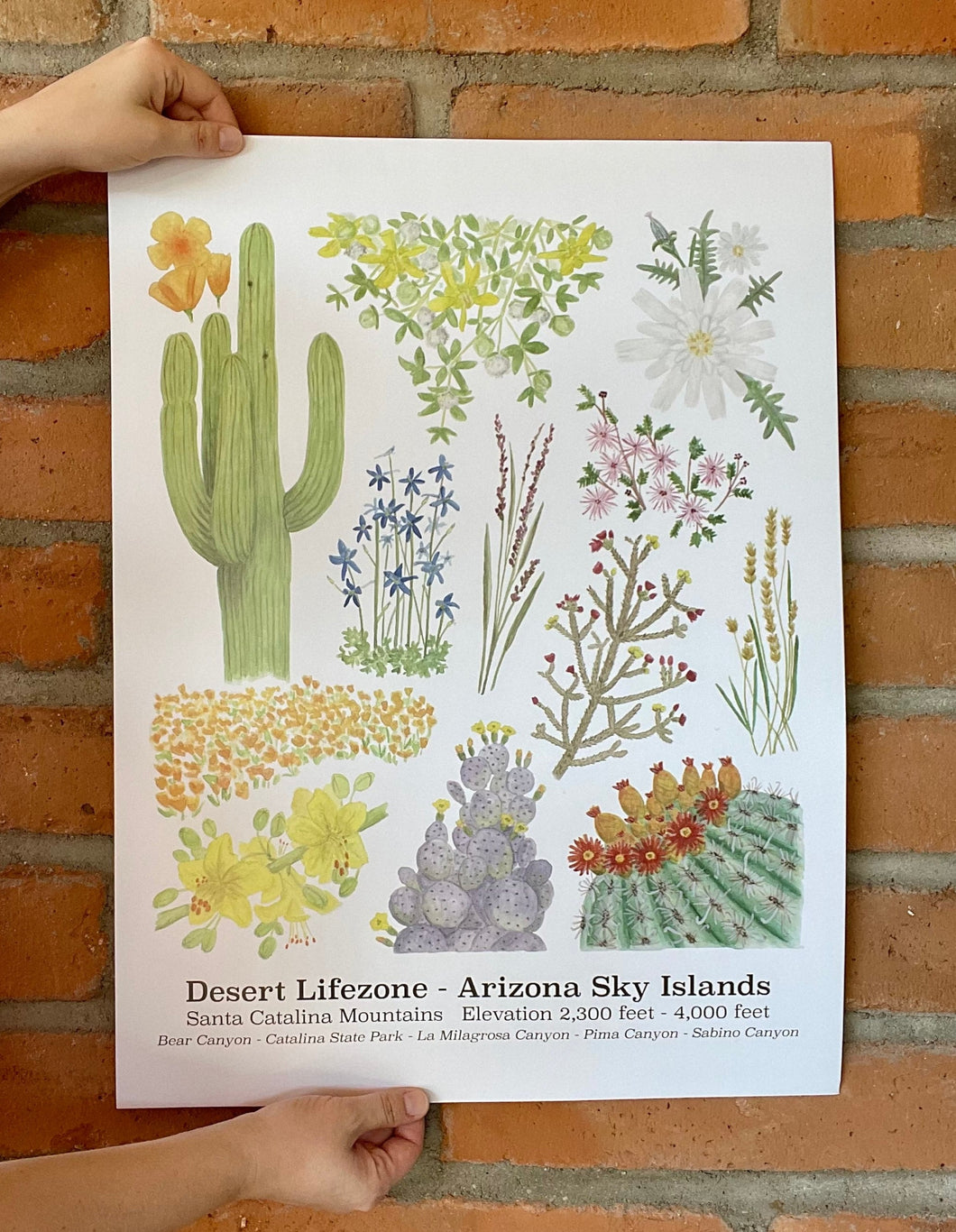 Photo of Desert Lifezone poster showing watercolor artwork of plants and flowers found in the Desert Lifezone of Arizona