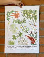 Load image into Gallery viewer, Photo of the Grassland Lifezone poster, showing watercolor artwork of the plants and flowers found in the Grassland Lifezone of the Arizona Sky Islands
