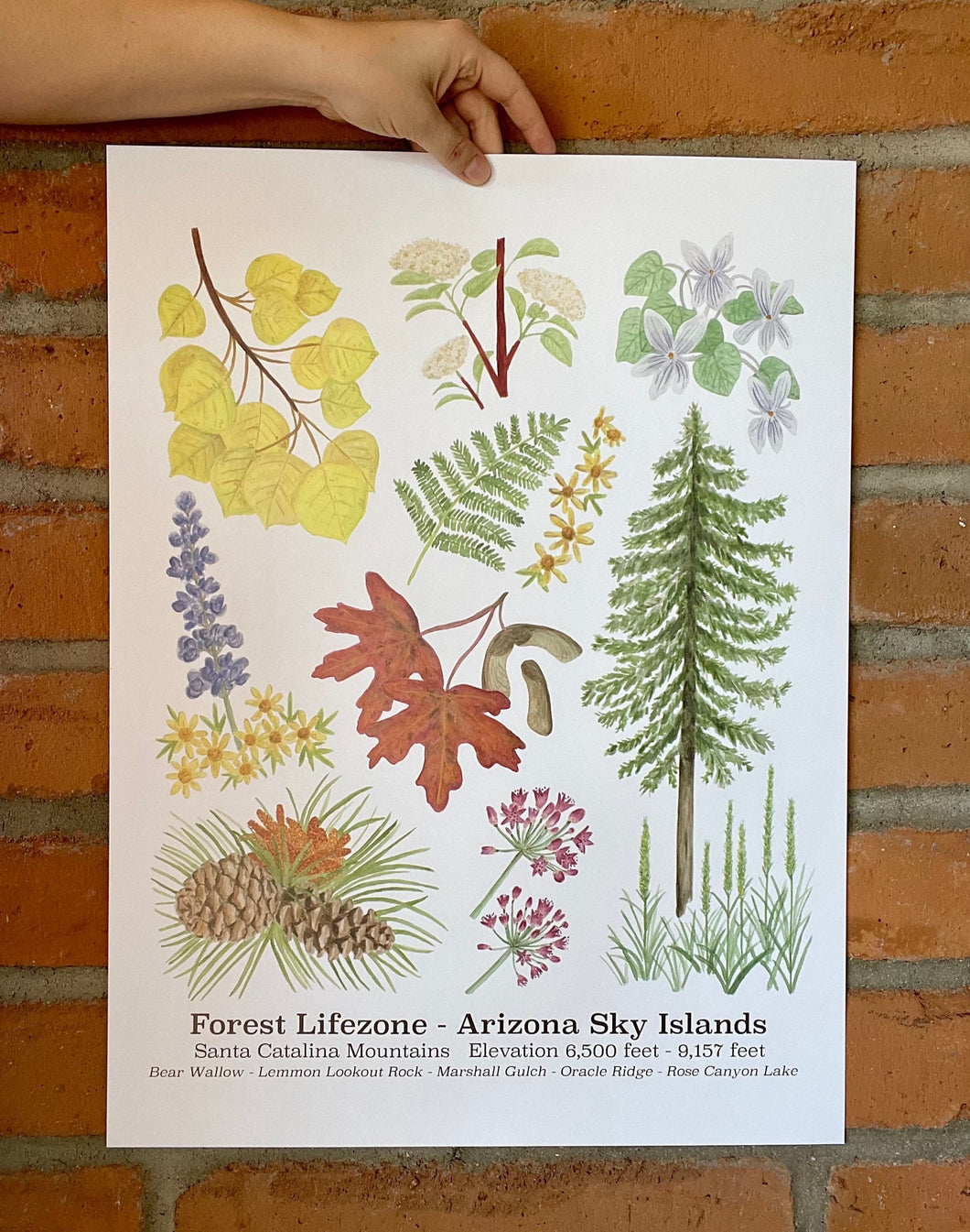 Photo of the Forest Lifezone poster, showing watercolor artwork of the plants and flowers found in the Forest Lifezone of the Arizona Sky Islands