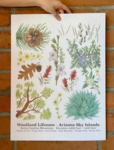 Load image into Gallery viewer, Photo of the Woodland Lifezone poster, showing watercolor artwork of the plants and flowers found in the Woodland Lifezone of the Arizona Sky Islands