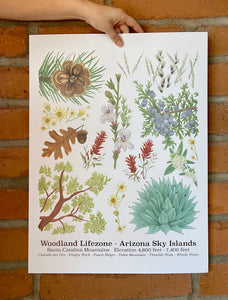 Santa Catalina Lifezone Collection - All Four Posters 18"x24"