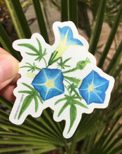 Load image into Gallery viewer, Vinyl sticker of Brushes and Boot&#39;s Canyon Morning Glory design - a blue flower found in canyons in the Sonoran Desert