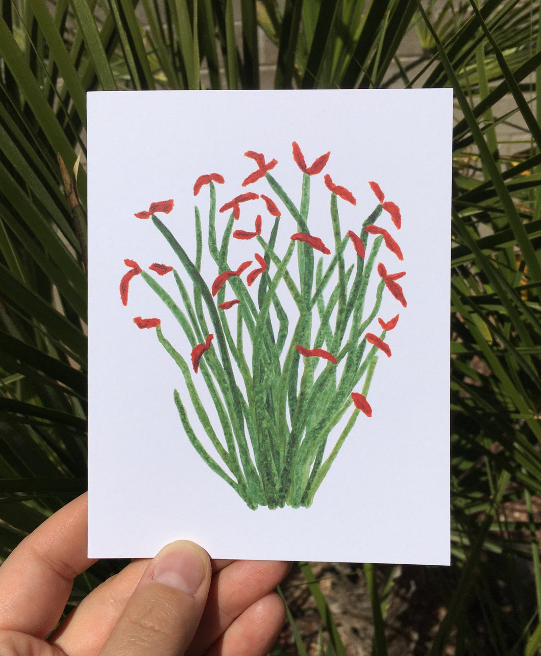Ocotillo Greeting Card