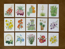 Load image into Gallery viewer, Desert Collection Mix &amp; Match - Greeting Cards (Pick your own pack)