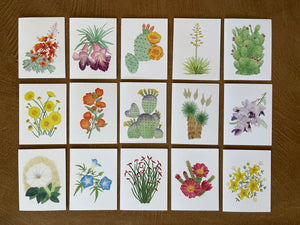 Desert Collection Mix & Match - Greeting Cards (Pick your own pack)