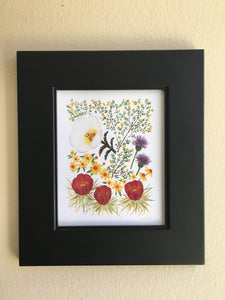 Sonoran Desert Wildflowers 02