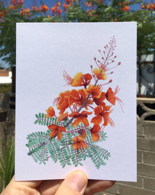 Red Bird of Paradise Greeting Card