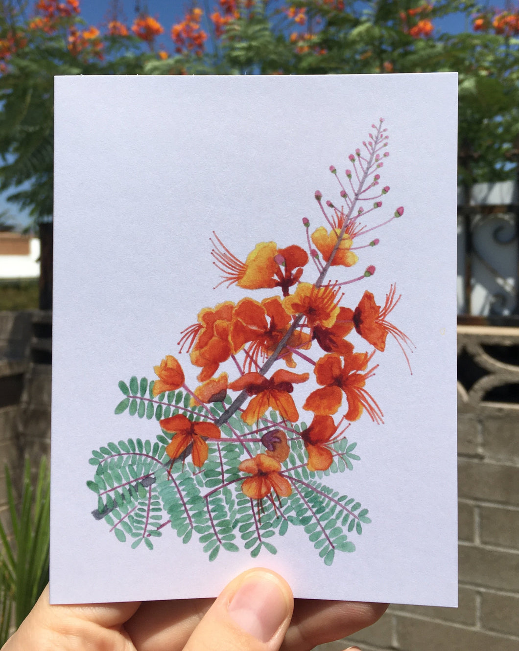 Red Bird of Paradise Greeting Card