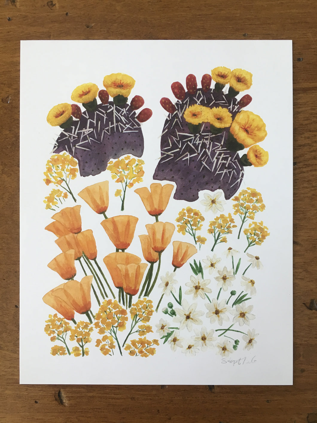 Sonoran Desert Wildflowers 03