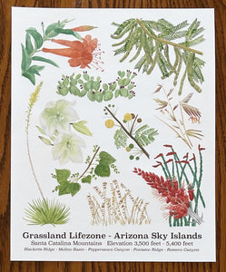 Santa Catalina Lifezone Collection - 8"x10"
