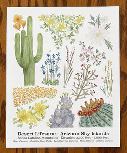 Santa Catalina Lifezone Collection - 8"x10"