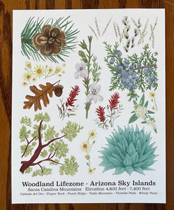 Santa Catalina Lifezone Collection - 8"x10"