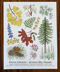 Santa Catalina Lifezone Collection - 8"x10"